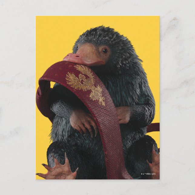 Cartão Postal Ursinho Com Gráfico De Gravação (Frente)