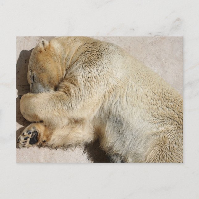 Cartão Postal urso (Frente)