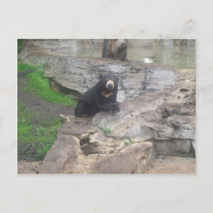 Cartão Postal urso