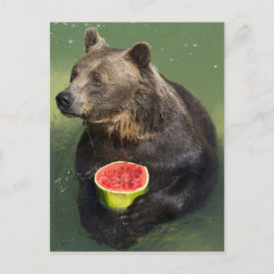 Cartão Postal Urso Castanho com Melão de Água
