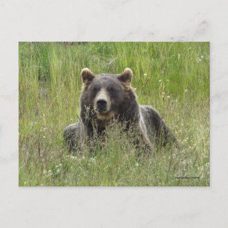 Cartão Postal Urso castanho na grama, urso pardo do Alasca