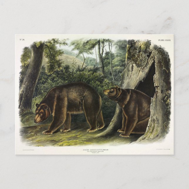 Cartão Postal Urso Cinamão dos Quadrupes de Audubon (Frente)