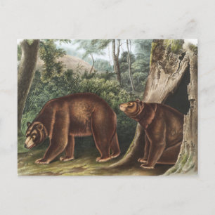 Cartão Postal Urso Cinamão (Ursus Americanus var. Canela)