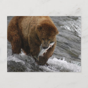 Cartão Postal Urso com salmão, Brooks Falls Alasca