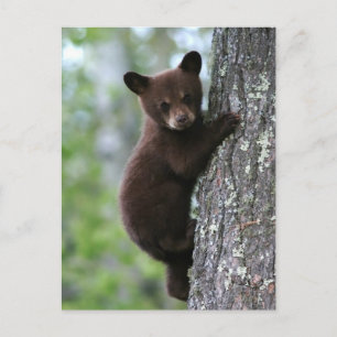 Cartão Postal Urso Cub que escala uma árvore