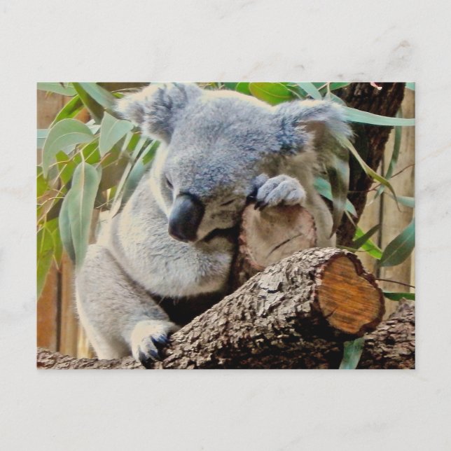 Cartão Postal Urso de Koala do sono (Frente)