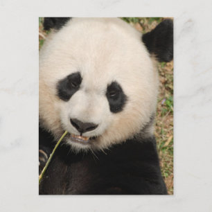 Cartão Postal Urso de Panda Gigante