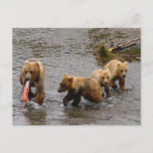 Cartão Postal Urso e 3 filhotes, Brooks Falls Alasca