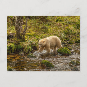 Cartão Postal Urso Espírito Branco caça peixes no Riordan Creek