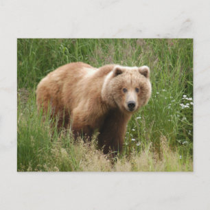Cartão Postal Urso fechado, Brooks Falls Alasca