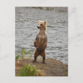 Cartão Postal Urso fechado, Brooks Falls Alasca