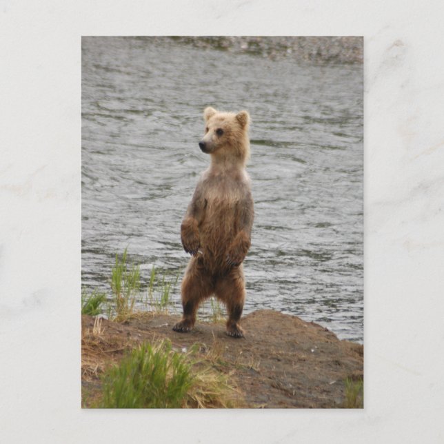 Cartão Postal Urso fechado, Brooks Falls Alasca (Frente)