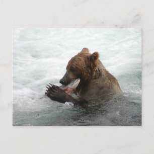 Cartão Postal Urso fechado, Brooks Falls Alasca