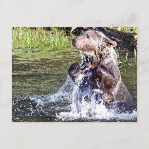 Cartão Postal Urso Grelha na Água
