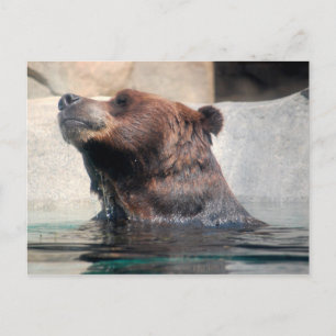 Cartão Postal Urso Grelha na Água