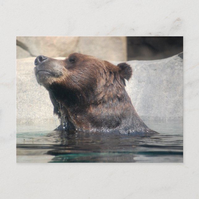 Cartão Postal Urso Grelha na Água (Frente)