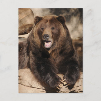 Cartão Postal Urso Grizzly
