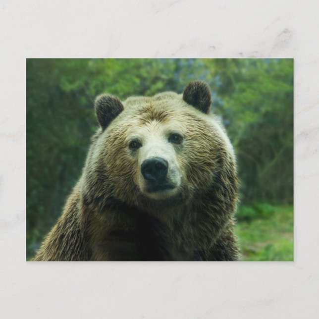 Cartão Postal Urso-grizzly (Frente)