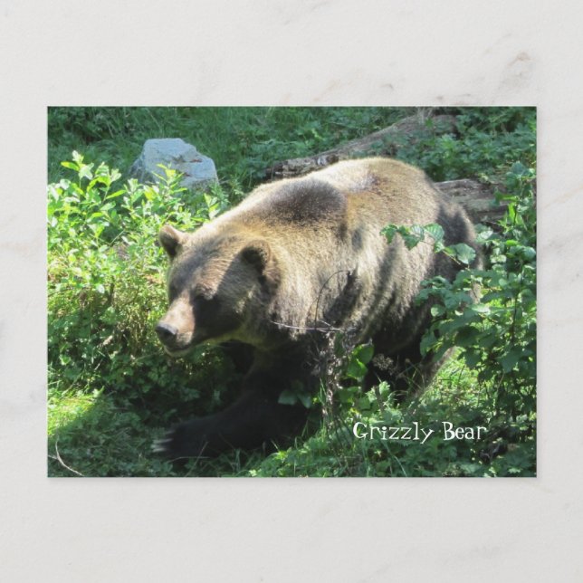 Cartão Postal Urso Grizzly (Frente)