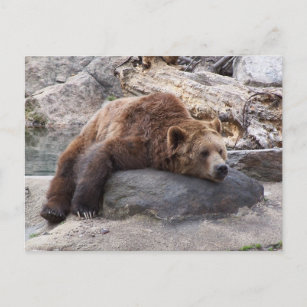 Cartão Postal Urso Grizzly Descansando Em Rock