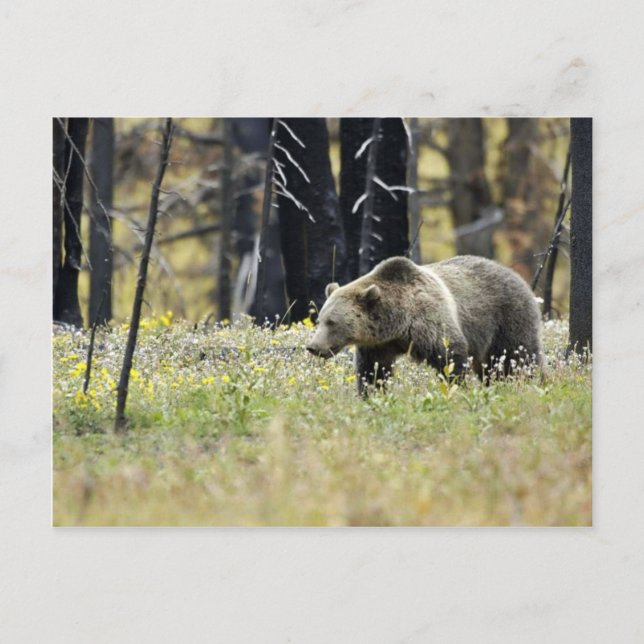 Cartão Postal Urso Grizzly no Campo no Parque Nacional de Yellow (Frente)