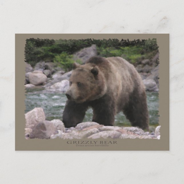 Cartão Postal Urso Grizzly - Pastas (Frente)