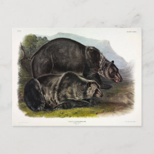 Cartão Postal Urso Grizzly (Urso Marrom Norte-Americano) - Audub