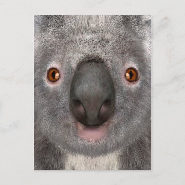 Cartão Postal Urso Koalá (Frente)