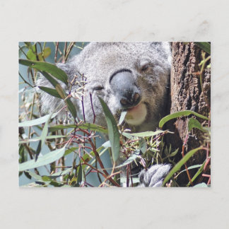 Cartão Postal Urso koala