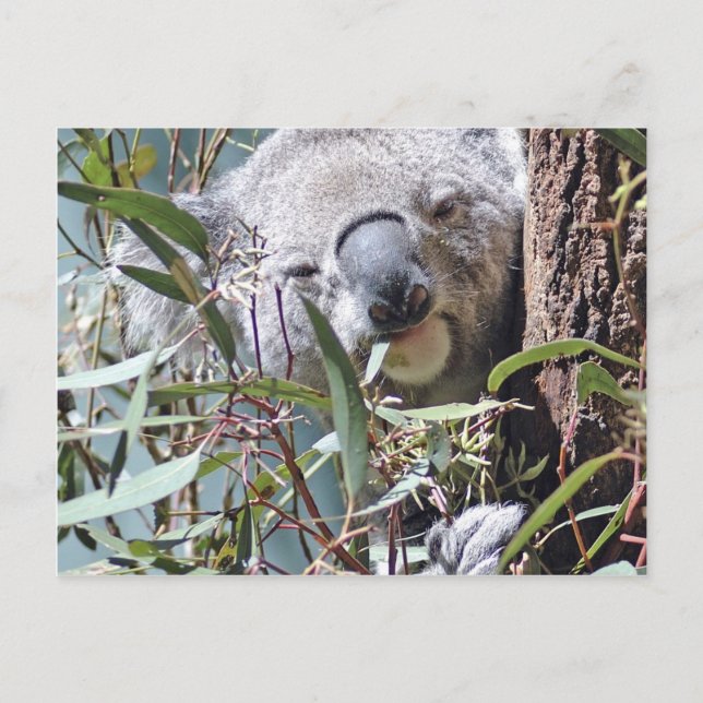 Cartão Postal Urso koala (Frente)