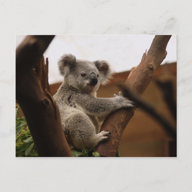 Cartão Postal Urso Koala Bonito Descendo em Árvore (Frente)
