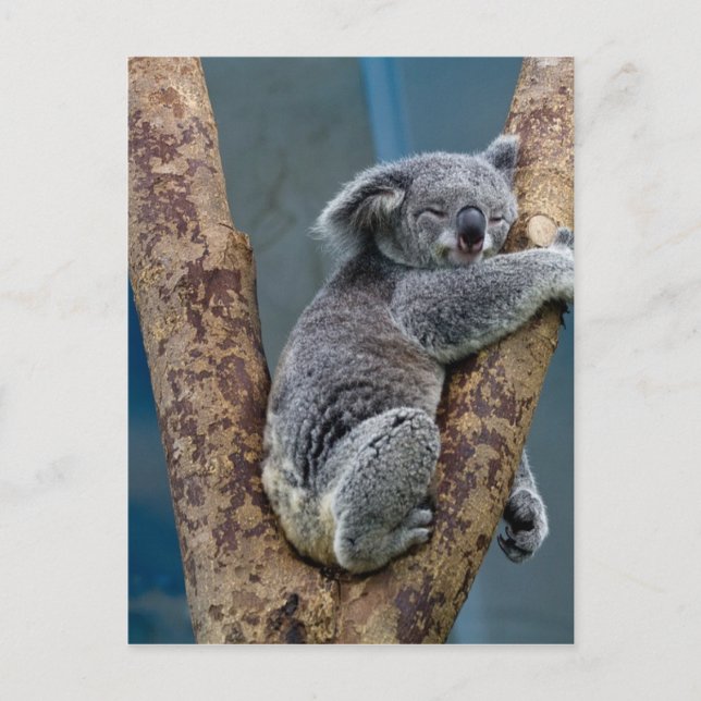 Cartão Postal Urso Koala Dorme Abraçado a uma Árvore (Frente)