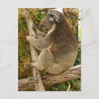 Cartão Postal Urso Koala dormindo numa árvore
