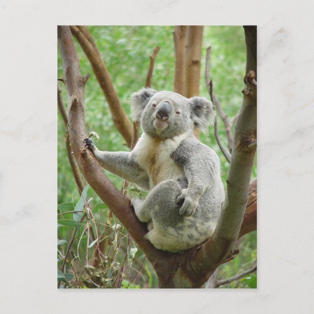 Cartão Postal Urso Koala Sentado Na Árvore No Zoológico De Perth (Frente)