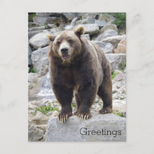 Cartão Postal Urso Kodiak em Pé sobre uma Rocha
