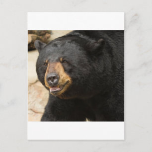 Cartão Postal Urso Negro