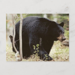 Cartão Postal urso negro
