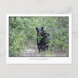 Cartão Postal Urso Negro