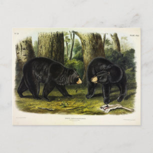 Cartão Postal Urso Negro Americano (Ursus Americanus) por Audubo