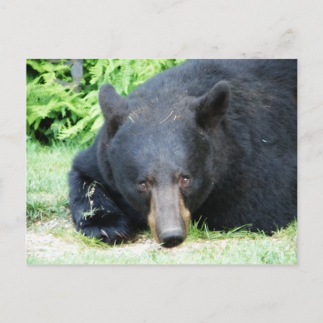 Cartão Postal Urso Negro - "Amor Cubby" (Frente)