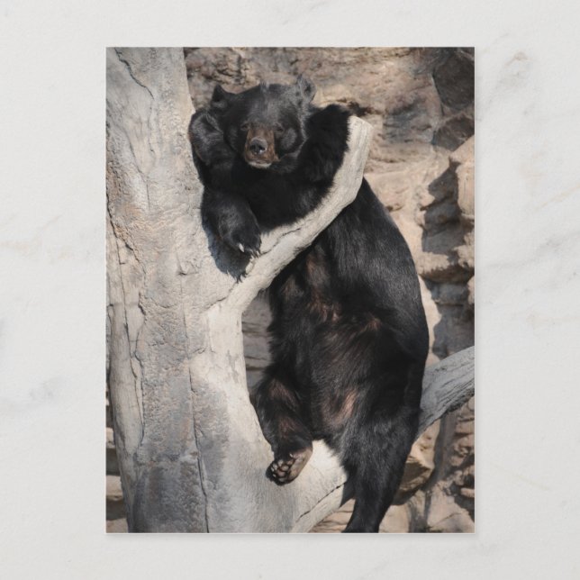 Cartão Postal Urso Negro Asiático (Frente)