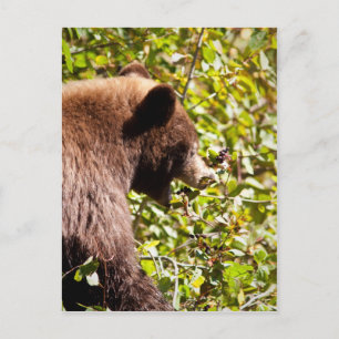 Cartão Postal Urso Negro Cinamão