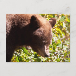 Cartão Postal Urso Negro Cinamão