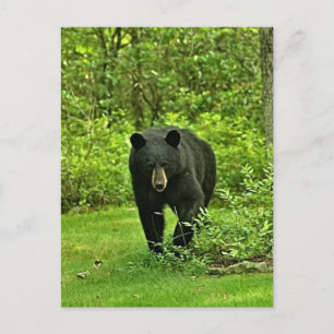 Cartão Postal Urso Negro do Quintal