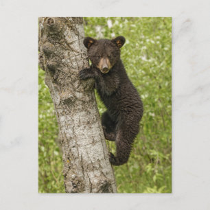 Cartão Postal Urso Negro Em Árvore