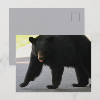 Cartão Postal Urso Negro em Cades Cove - Grandes Montanhas Fumeg
