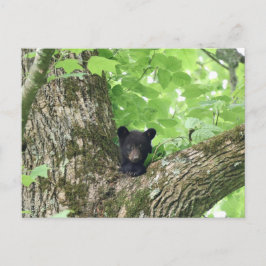 Cartão Postal Urso Negro Filhote Smoky Mountains Vida Selvagem