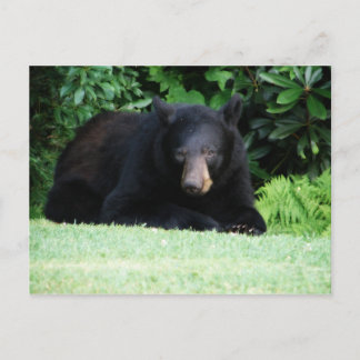 Cartão Postal Urso Negro - "Meu Boneco Cubby"