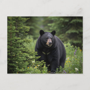 Cartão Postal Urso Negro no Banff National Park Canadá