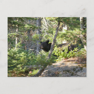 Cartão Postal Urso Negro no Grand Teton